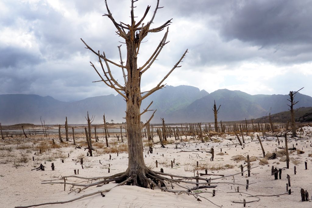 A bare, dead tree standing in a dry, barren landscape of stumps and sand, with mountains and a cloudy sky in the distance.