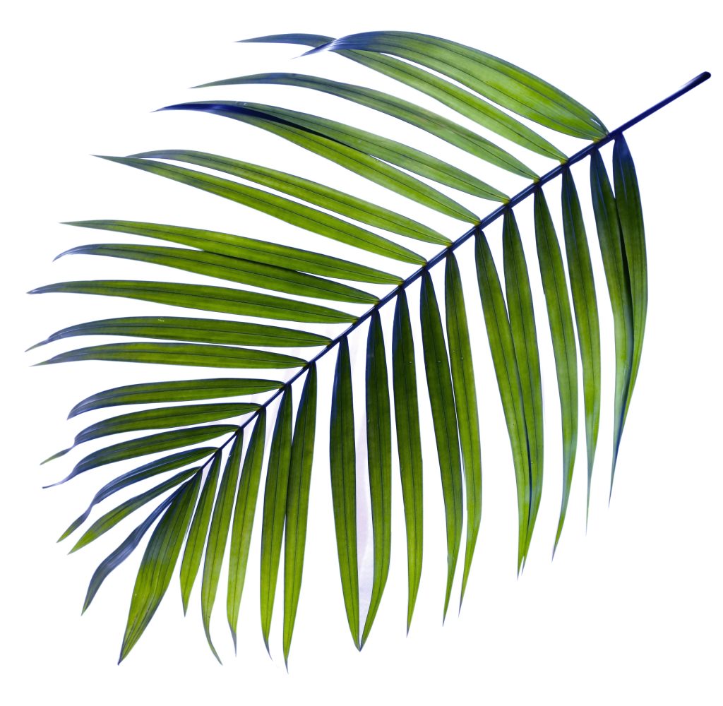 A single palm branch photographed against a white background.
